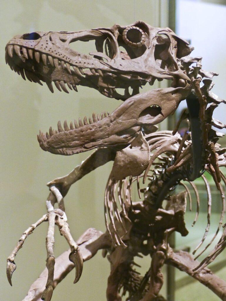 Velociraptor at the Americian Museum of Natural History, NYC, NY_ © Mark Ryan