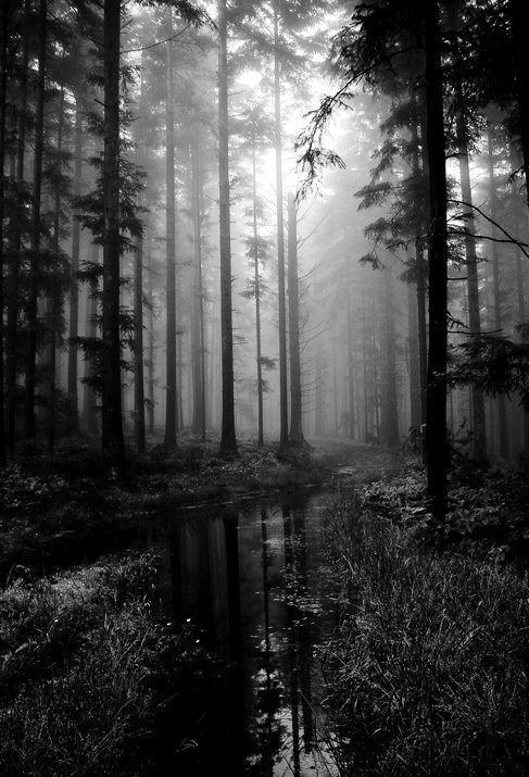 15867-Black-And-White-Forest-